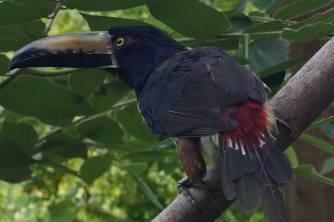 Mayan Eden Zipline – Roatan Eco Park Adventure
